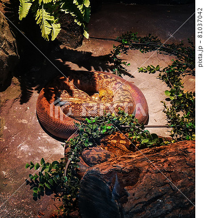 Hand snake shown for educational purposes in the museum. 81037042