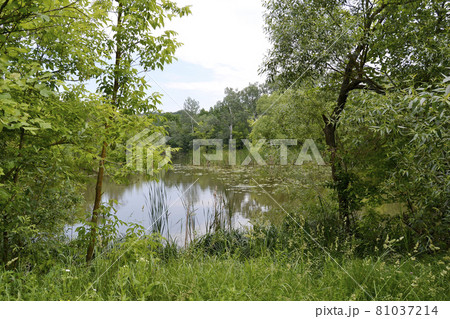 Beautiful grass swamp reed growing on shore reservoir Beautiful grass swamp reed growing on shore reservoir 81037214