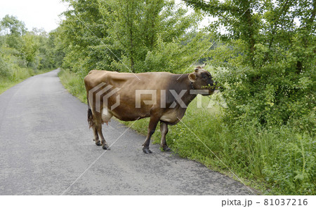 beautiful big milk cow grazes on green meadow beautiful big milk cow grazes on green meadow 81037216