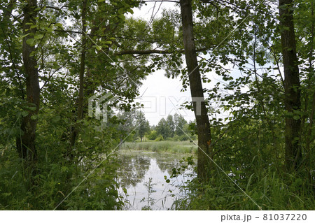 Beautiful grass swamp reed growing on shore reservoir Beautiful grass swamp reed growing on shore reservoir 81037220