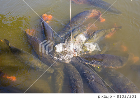 Arapima fish in a zoo pond in Thailand 81037301