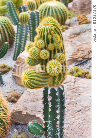 Cactus displayed in the garden of many colors Cactus displayed in the garden of many colors 81037370