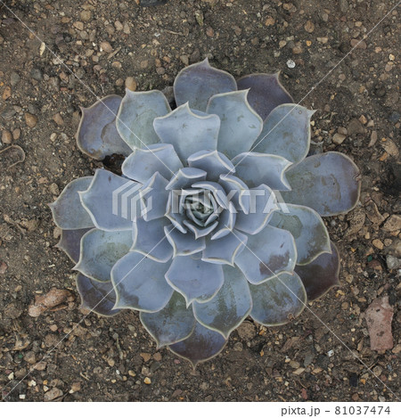 Drought-tolerant cactus in the garden Drought-tolerant cactus in the garden 81037474