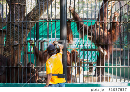 Orangutans in the zoo are eating water from their caretakers. Orangutans in the zoo are eating water from their caretakers. 81037637