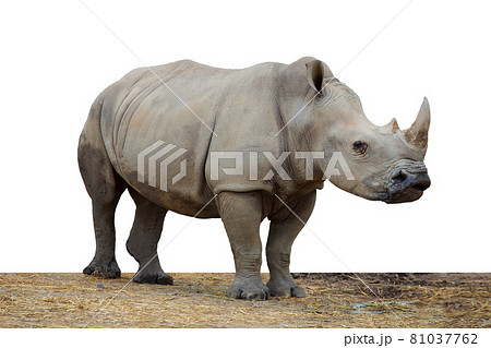 White rhinoceros in the zoo on a white background White rhinoceros in the zoo on a white background 81037762