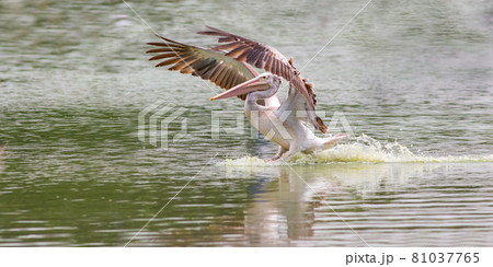 Pelican standing with wings spread in zoo on pond background 81037765