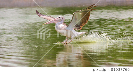 Pelican standing with wings spread in zoo on pond background Pelican standing with wings spread in zoo on pond background 81037766