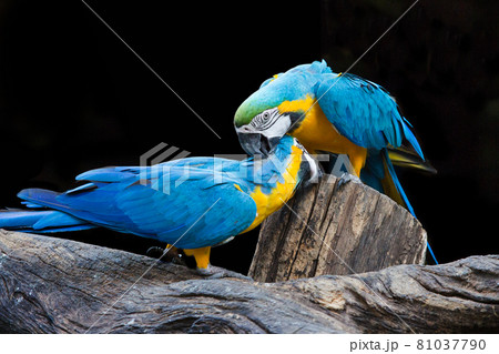 Blue macaws are playing on the wood. Blue macaws are playing on the wood. 81037790