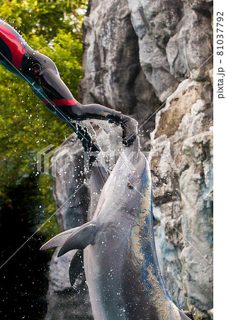 Dolphins perform jumping shows with their trainer. Dolphins perform jumping shows with their trainer. 81037792