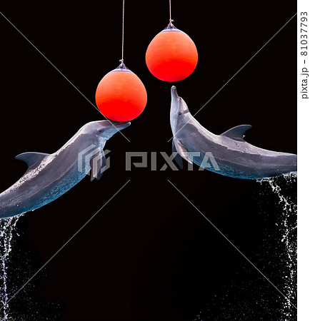 A dolphin jumping show playing a ball on a black background A dolphin jumping show playing a ball on a black background 81037793