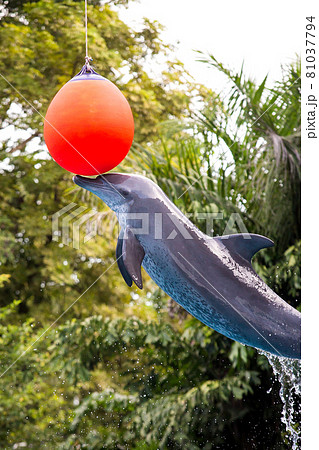 A dolphin shows jumping on a ball. A dolphin shows jumping on a ball. 81037794
