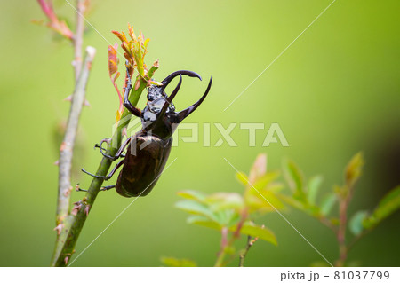 Three-horned beetle on a natural green background 81037799