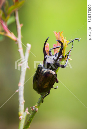 Three-horned beetle on a natural green background 81037800