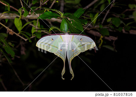 Night butterfly perched on leaves night background 81037816