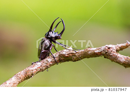 Three-horned beetle on a natural green background 81037947