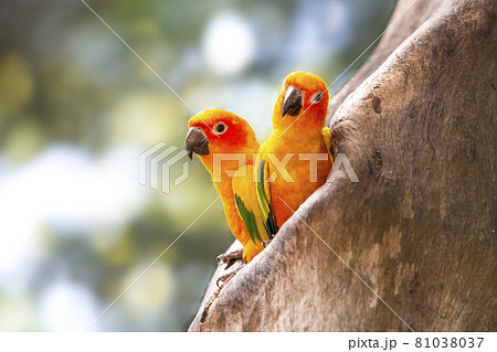 Two sun conures in a nest in a hollow tree 81038037