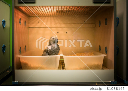 The baby parrots were kept in the zoo's incubator. The baby parrots were kept in the zoo's incubator. 81038145