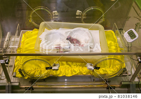 The baby parrots were kept in the zoo's incubator. The baby parrots were kept in the zoo's incubator. 81038146