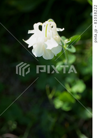 庭に咲くオダマキの花 81038222