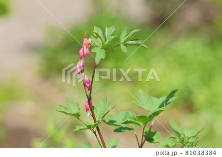 庭に咲くタイツリソウの花 81038384