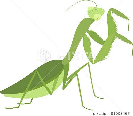 Cartoon green praying mantis isolated on white 81038467