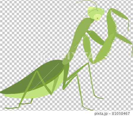 Cartoon green praying mantis isolated on white 81038467