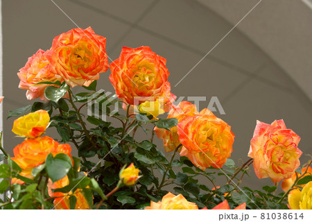 オレンジのバラ 薔薇 オレンジのバラ 薔薇 81038614