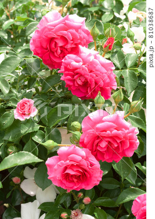 ピンクの薔薇 バラ ピンクの薔薇 バラ 81038687