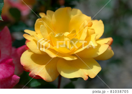 黄色い薔薇 バラ 黄色い薔薇 バラ 81038705