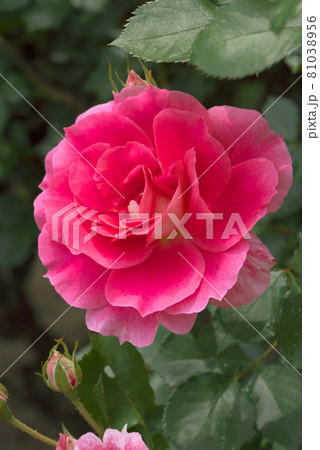 ピンクの薔薇　バラ 81038956