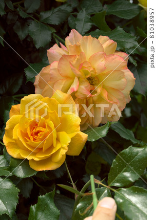 黄色の薔薇　バラ 81038957