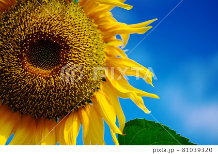 元気なひまわり 81039320