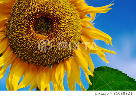 元気なひまわり 81039321