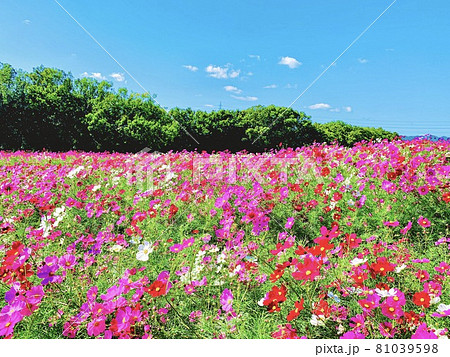 コスモス畑と秋空 81039598