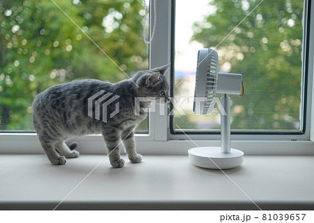 Cute fluffy cat enjoying air flow from modern portable electric fan on the windowsill on a hot summer day 81039657