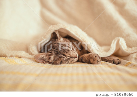 A cute striped gray kitten sleeps on the couch covered with a white knitted blanket. 81039660