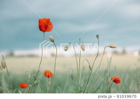Beautiful blooming poppy flowers in field on spring day, closeup Beautiful blooming poppy flowers in field on spring day, closeup 81039670