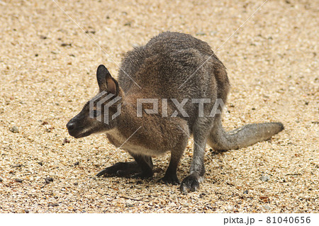 Kangaroo 81040656