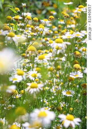 medical roman Chamomile flowers Field medical roman Chamomile flowers Field 81040657