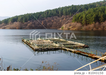 Breeding fish with tanks directly in the dam 81043150