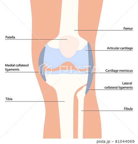 Knee bone anatomy 81044069