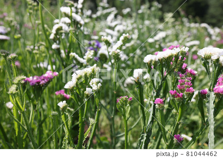 Many multicolored statice flowers grow in garden closeup background Many multicolored statice flowers grow in garden closeup background 81044462
