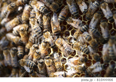 Honey bees on honeycomb in apiary in summertime closeup Honey bees on honeycomb in apiary in summertime closeup 81044466