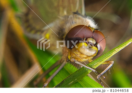 Closeup view of a dragonfly head soon after hatching 81044658