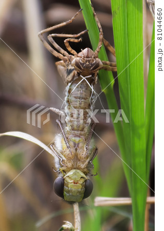 Macro view of a dragonfly hatching from a nymph Macro view of a dragonfly hatching from a nymph 81044660