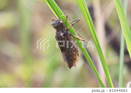 Closeup of a dragonfly nymph climbing up on grass Closeup of a dragonfly nymph climbing up on grass 81044662
