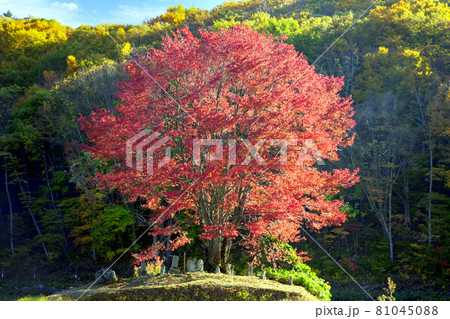 豆桜の紅葉 豆桜の紅葉 81045088