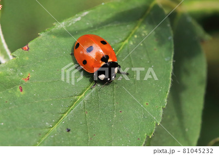 Macro of a ladybug sitting on a green leaf 81045232