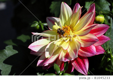 A honeybee collecting nectar from a dahlia flower A honeybee collecting nectar from a dahlia flower 81045233