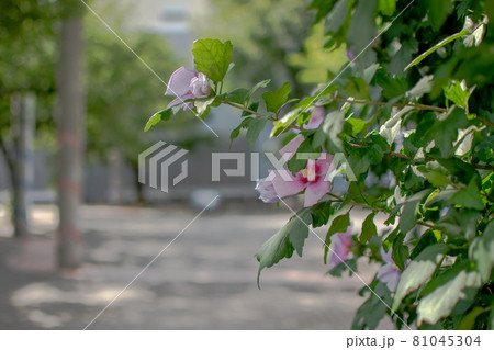 染井吉野桜記念公園/東京都豊島区駒込 染井吉野桜記念公園/東京都豊島区駒込 81045304
